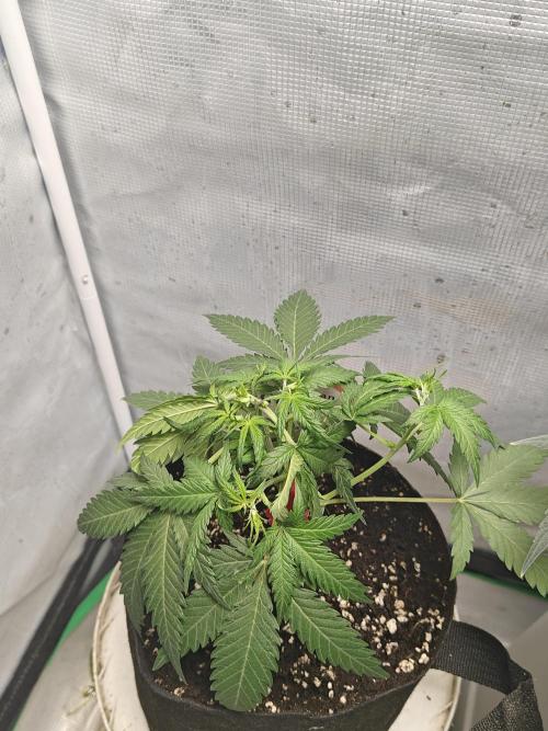 Green Crack Auto!!. Week 5