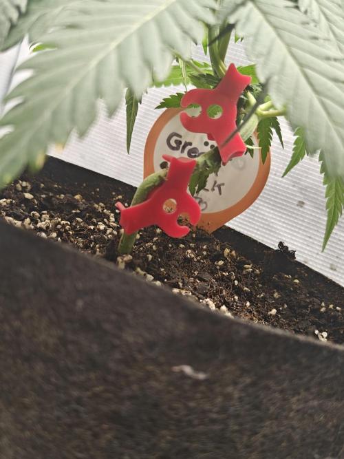 Green Crack Auto!!. Week 5