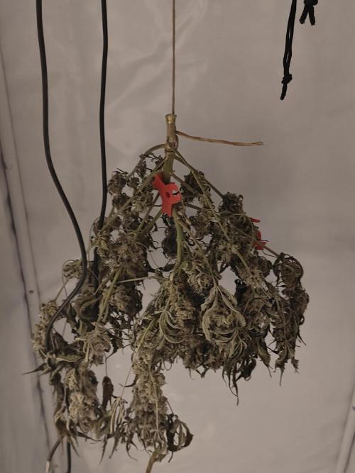 Blue Dream Auto (420 Fast Buds). Week 13