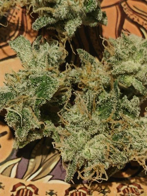 Blue Dream Auto (420 Fast Buds). Week 13