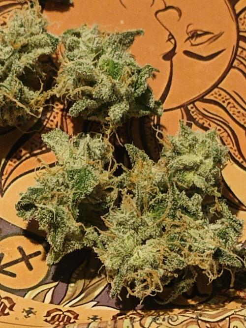 Blue Dream Auto (420 Fast Buds). Week 13