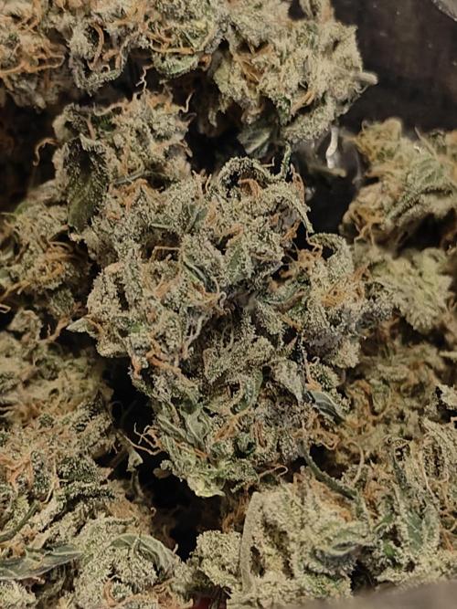 Blue Dream Auto (420 Fast Buds). Week 13