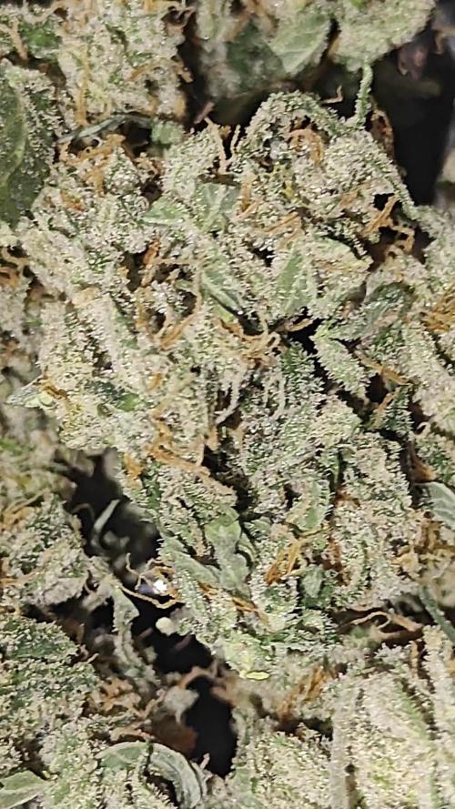 Blue Dream Auto (420 Fast Buds)