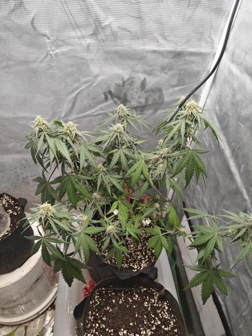 Green Crack Auto!!. Week 8