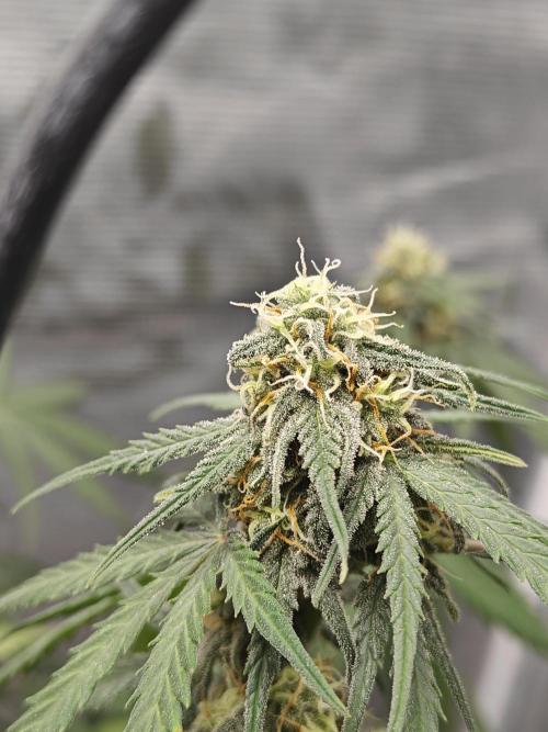Green Crack Auto!!. Week 8
