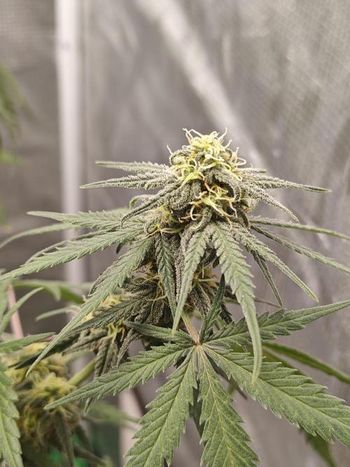Green Crack Auto!!. Week 8