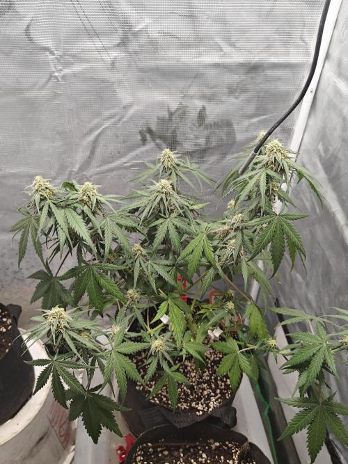 Green Crack Auto!!. Week 8