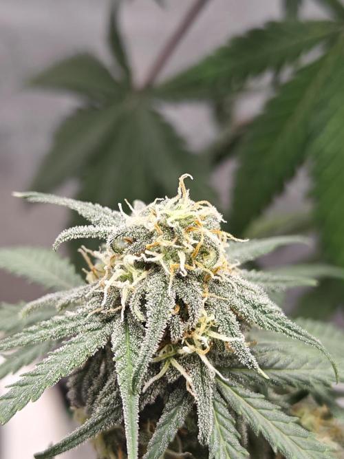 Green Crack Auto!!. Week 8
