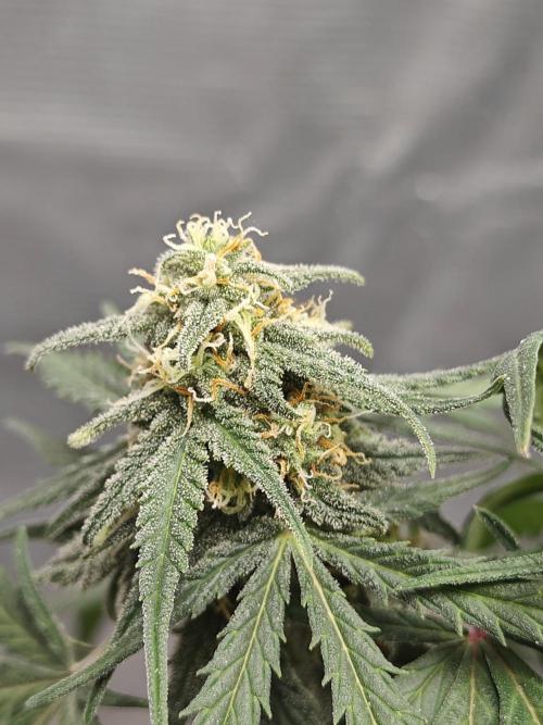 Green Crack Auto!!. Week 8