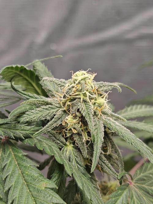 Green Crack Auto!!. Week 8