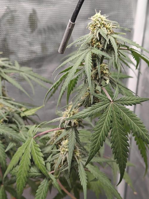 Green Crack Auto!!. Week 8