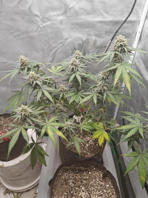 Green Crack Auto!!. Week 9