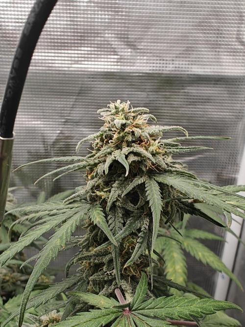 Green Crack Auto!!. Week 9