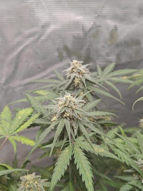 Green Crack Auto!!. Week 9