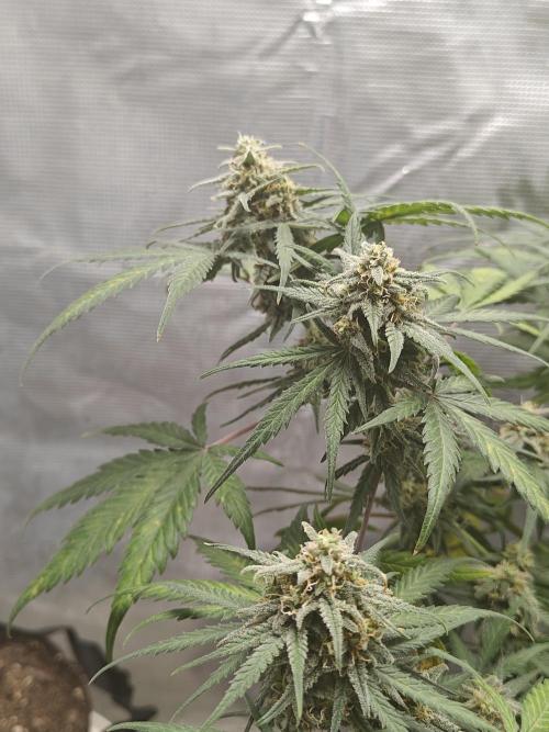 Green Crack Auto!!. Week 9