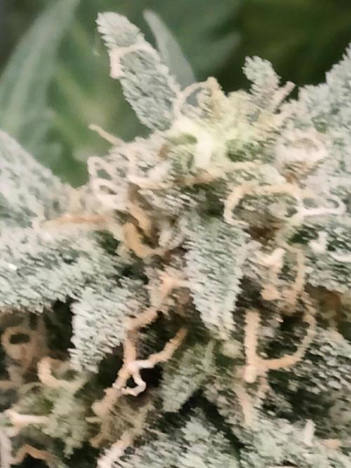 Green Crack Auto!!. Week 9