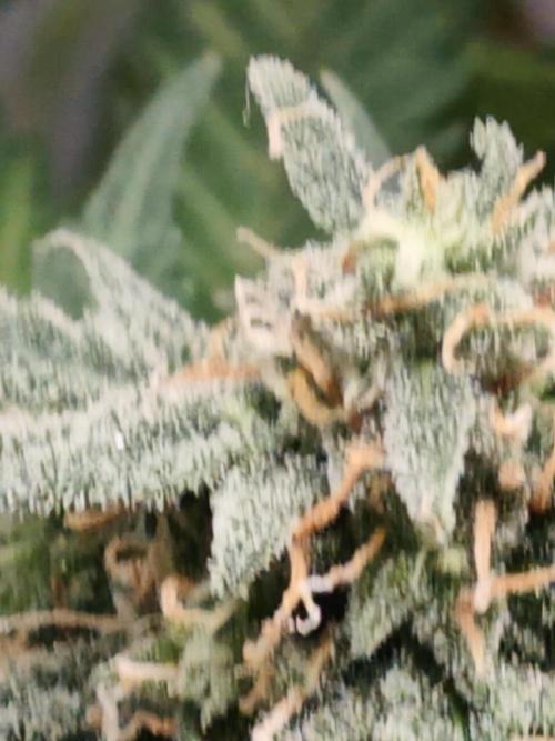 Green Crack Auto!!. Week 9