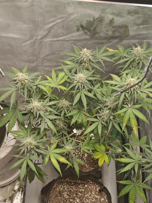Green Crack Auto!!. Week 9