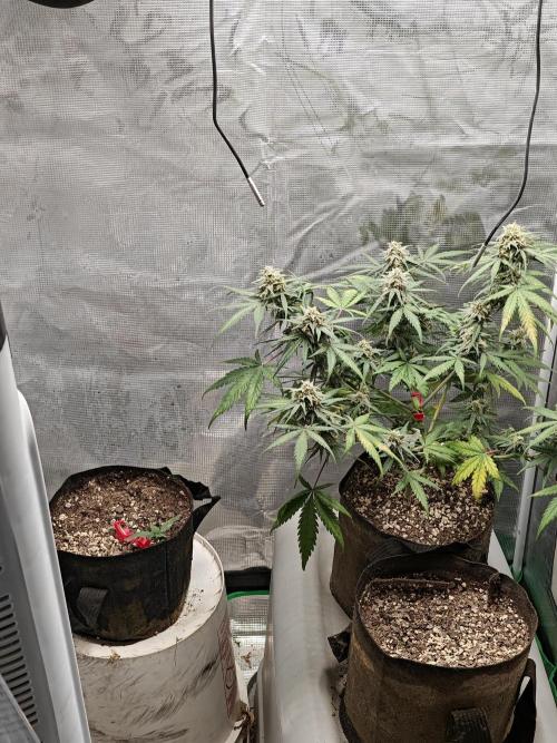 Green Crack Auto!!. Week 9
