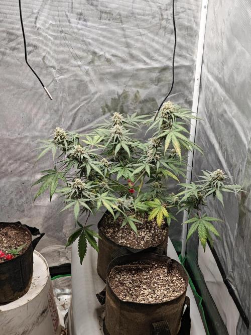 Green Crack Auto!!. Week 9