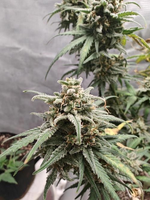 Green Crack Auto!!. Week 10