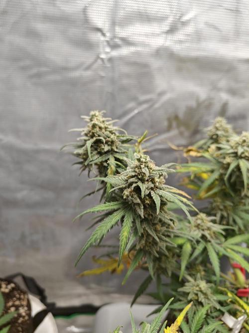 Green Crack Auto!!. Week 10