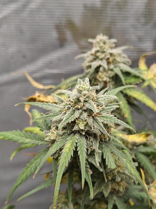 Green Crack Auto!!. Week 10