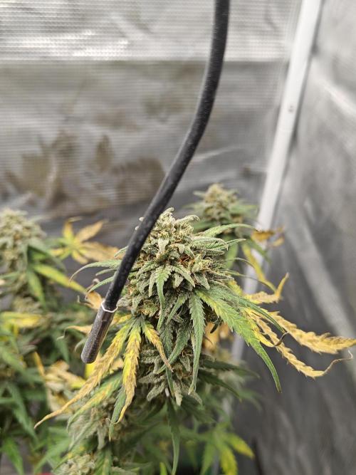 Green Crack Auto!!. Week 10