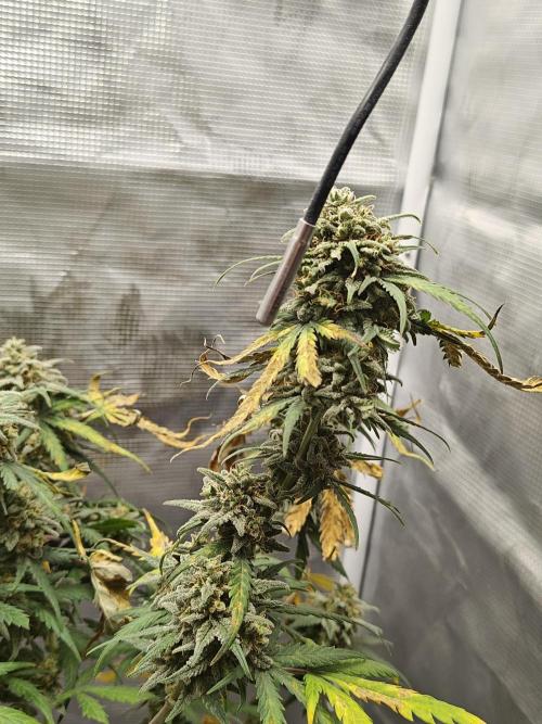 Green Crack Auto!!. Week 10