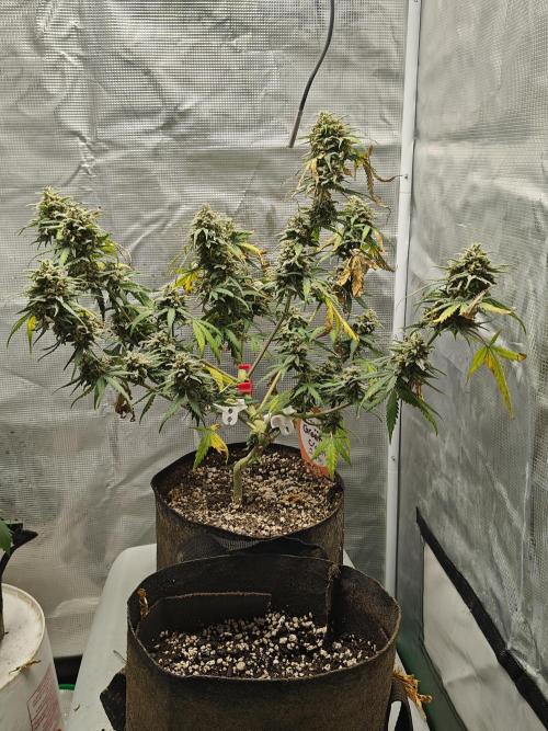 Green Crack Auto!!. Week 11