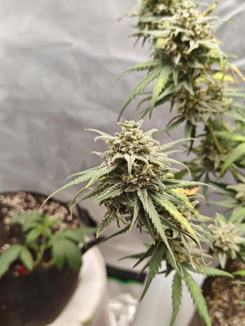 Green Crack Auto!!. Week 11