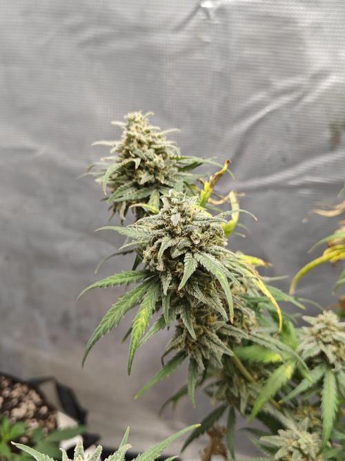 Green Crack Auto!!. Week 11
