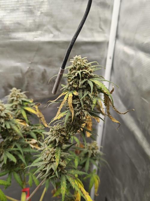 Green Crack Auto!!. Week 11