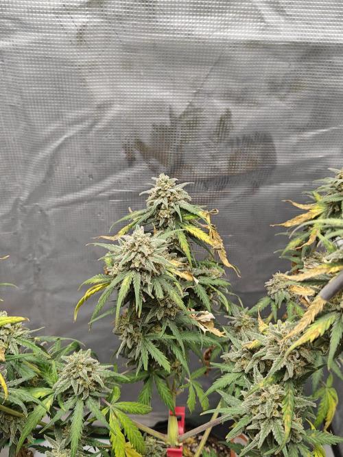 Green Crack Auto!!. Week 11