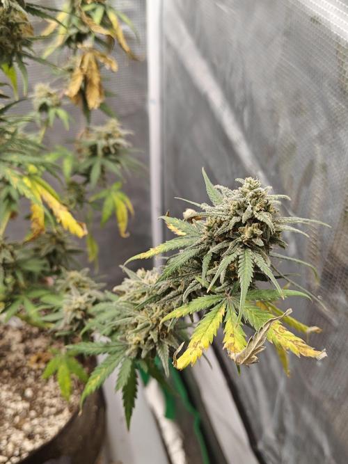 Green Crack Auto!!. Week 11