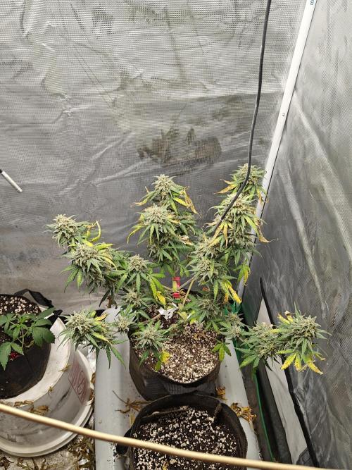 Green Crack Auto!!. Week 11