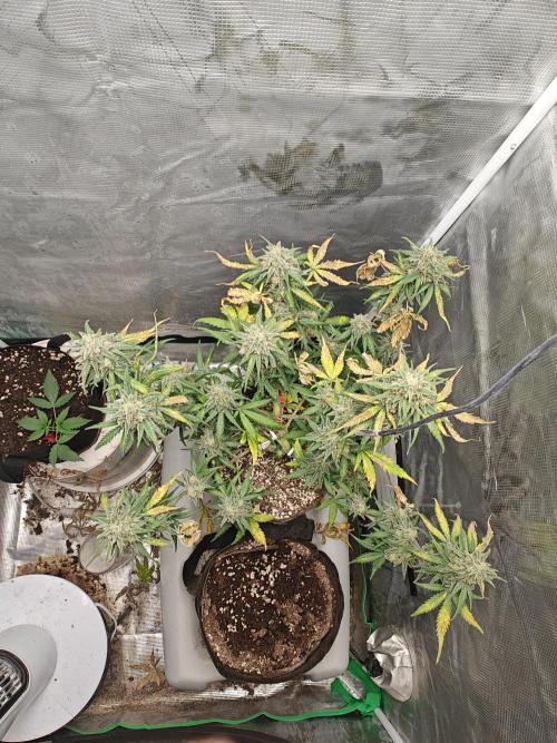 Green Crack Auto!!. Week 11