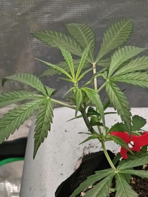 Lemon Auto . Week 3