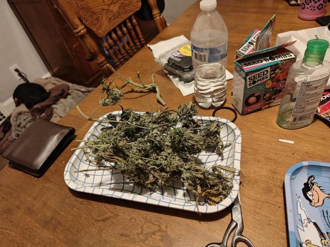 Green Crack Auto!!. Week 11