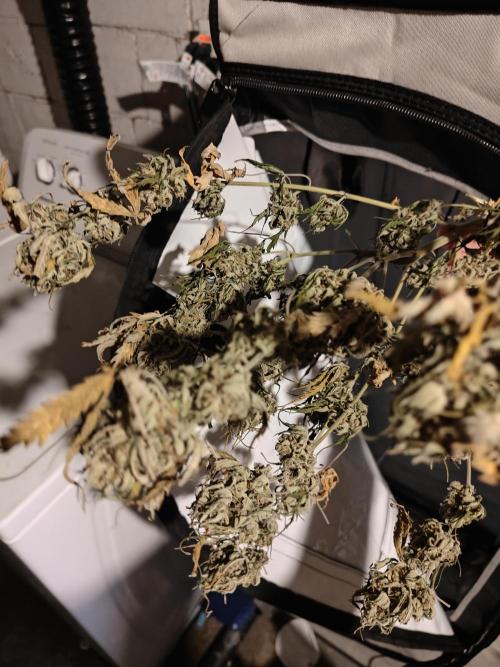 Green Crack Auto!!. Week 11