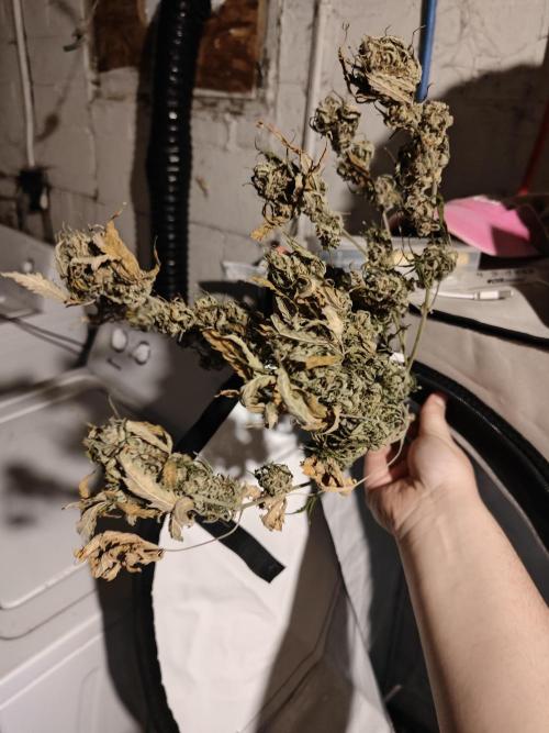 Green Crack Auto!!. Week 11