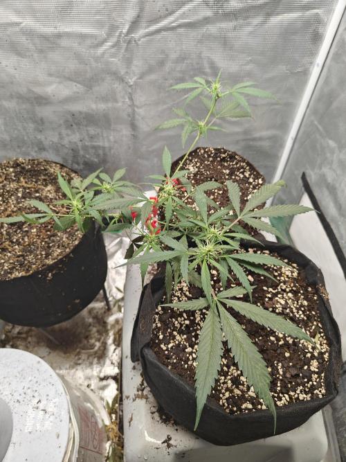 Lemon Auto . Week 4