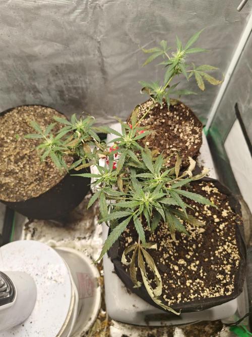 Lemon Auto . Week 5