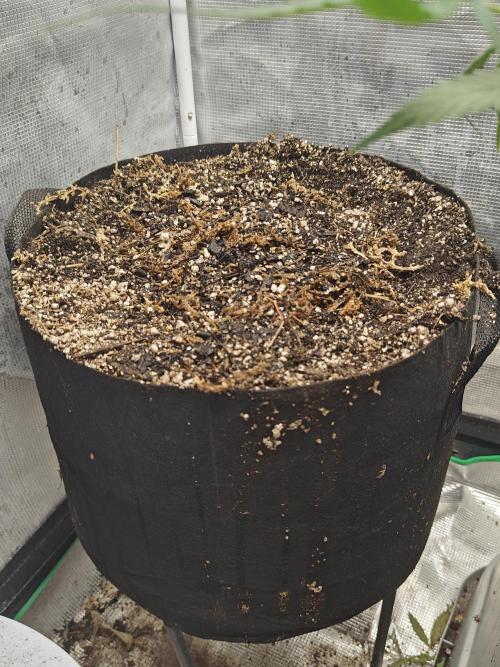 Alaskan Bananaberry Auto. Week 0