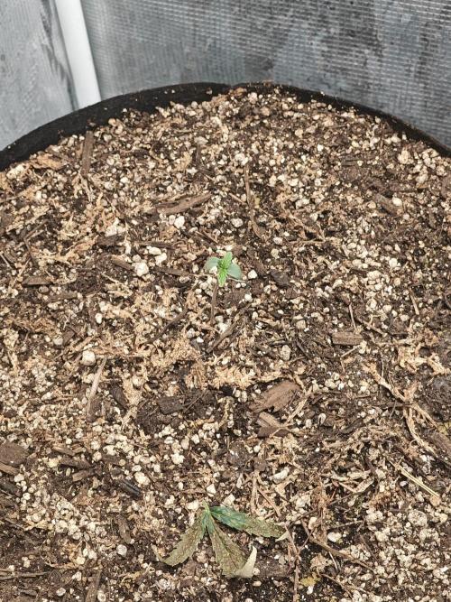 Alaskan Bananaberry Auto. Week 0