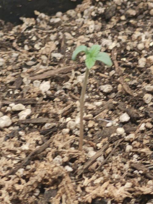 Alaskan Bananaberry Auto. Week 0
