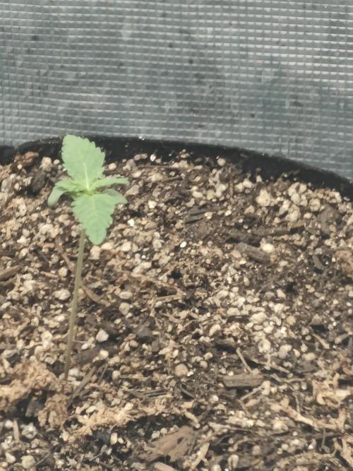 Alaskan Bananaberry Auto. Week 1
