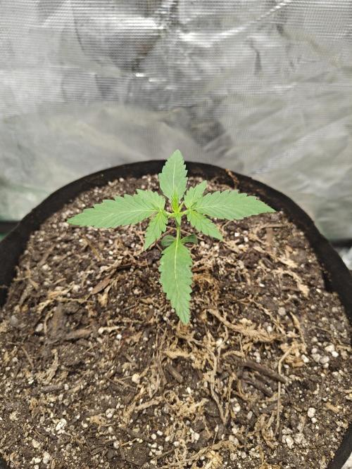 Alaskan Bananaberry Auto. Week 1