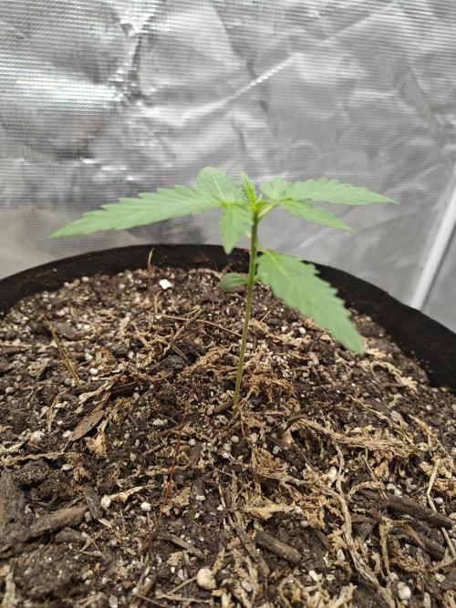 Alaskan Bananaberry Auto. Week 1