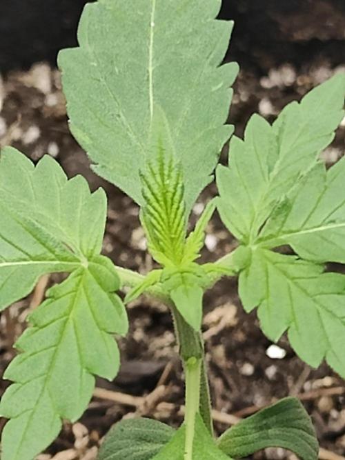 Alaskan Bananaberry Auto. Week 1